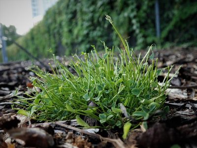Trifolium ornithopodioides, photographed by Daniel Cahen