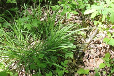 Carex hirtifolia, photographed by Quinten Wiegersma