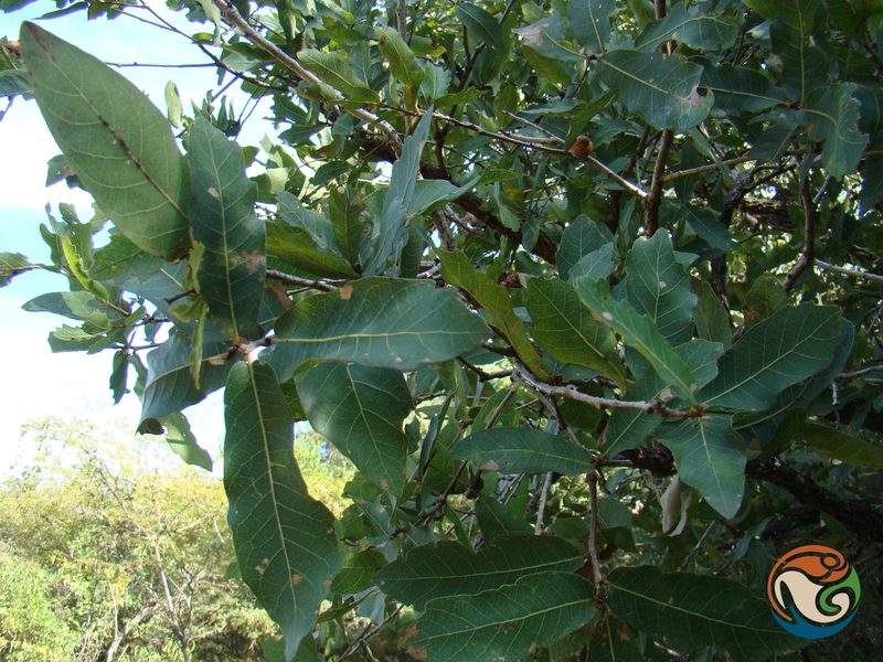 Quercus glaucoides, photographed by Eugenio Padilla