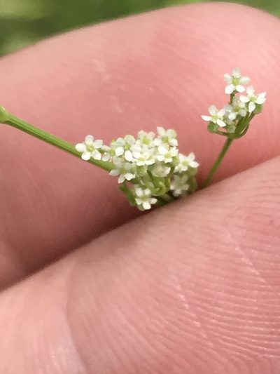 Spermolepis inermis, photographed by Ryan Donnelly