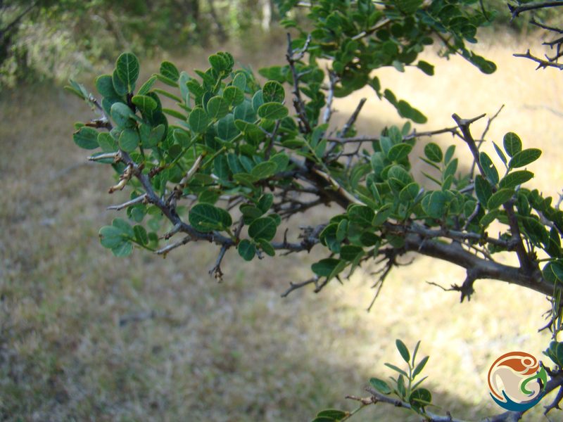 Diphysa suberosa, photographed by Eugenio Padilla