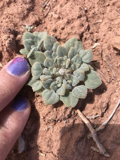 Psathyrotes pilifera, photographed by Stephanie Taylor