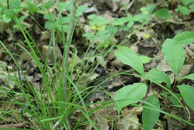 Carex jamesii, photographed by Quinten Wiegersma