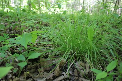 Carex jamesii, photographed by Quinten Wiegersma