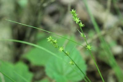 Carex rosea, photographed by Quinten Wiegersma
