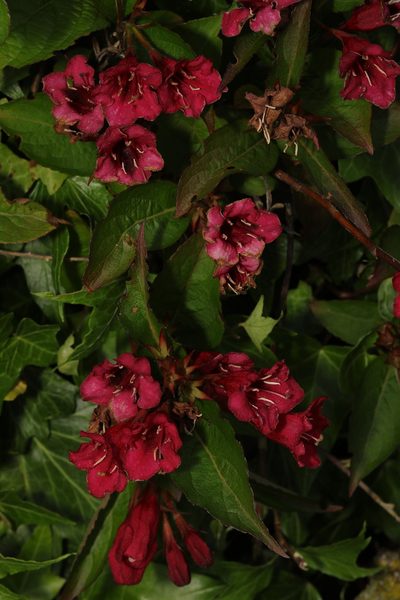 Weigela florida, photographed by Stephen James McWilliam