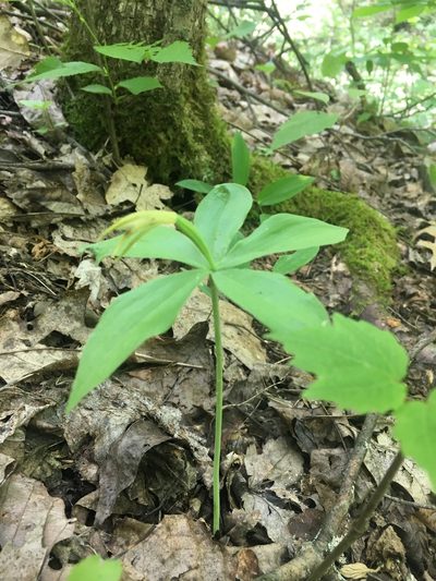 Isotria medeoloides, photographed by Bonnie Isaac