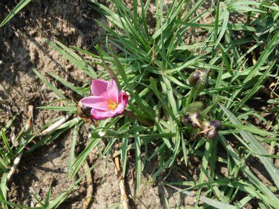 Zephyranthes fosteri, photographed by Juan Rafael Rodríguez Razgado