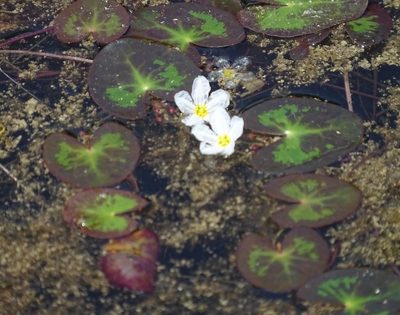 Nymphoides cordata, photographed by Sandra Keller