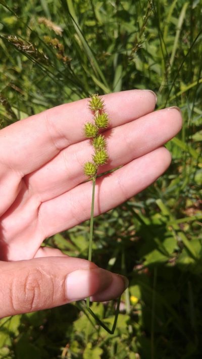 Carex normalis, photographed by caseyzill