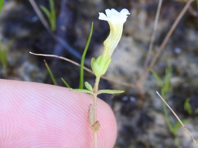 Gratiola quartermaniae, photographed by Sam Kieschnick