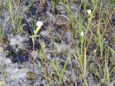 Gratiola quartermaniae, photographed by Sam Kieschnick