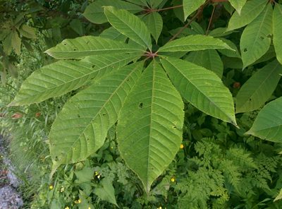 Aesculus indica, photographed by Ramnarayan K