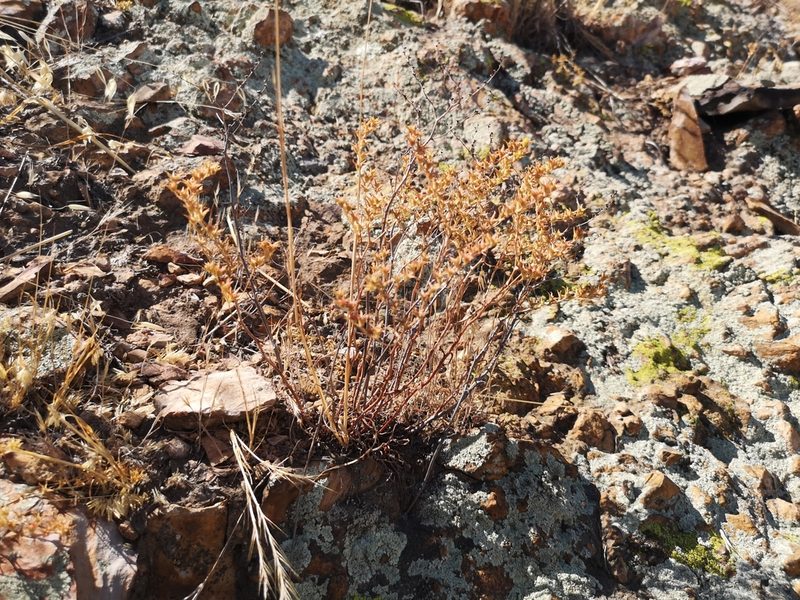 Dudleya multicaulis, photographed by Jordan Zylstra