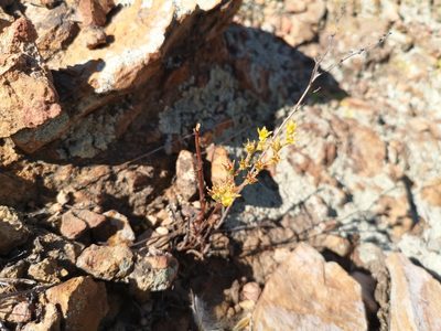 Dudleya multicaulis, photographed by Jordan Zylstra