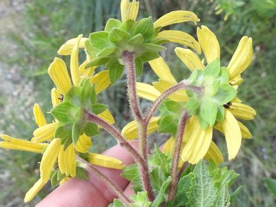 Berlandiera betonicifolia, photographed by Sam Kieschnick
