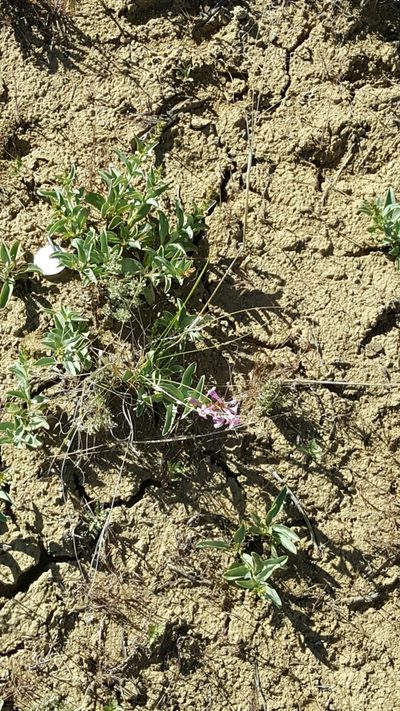 Penstemon flowersii, photographed by Toby