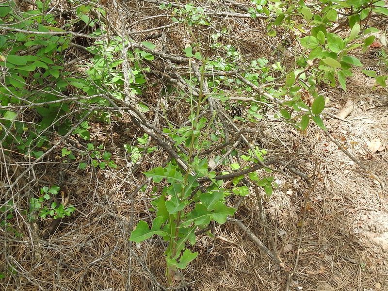 Lactuca ludoviciana, photographed by Sam Kieschnick