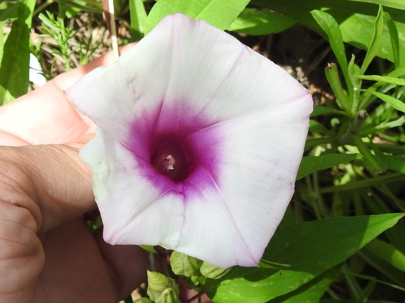 Ipomoea shumardiana, photographed by Sam Kieschnick