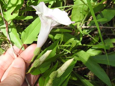 Ipomoea shumardiana, photographed by Sam Kieschnick