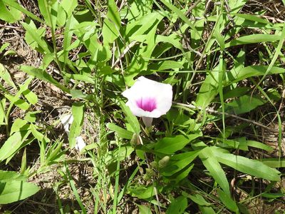 Ipomoea shumardiana, photographed by Sam Kieschnick