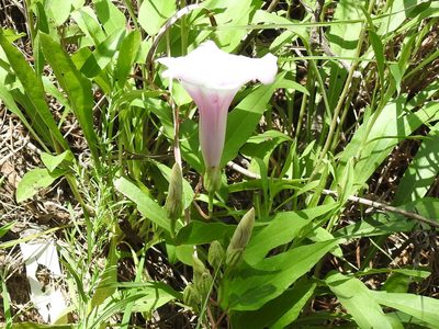 Ipomoea shumardiana, photographed by Sam Kieschnick