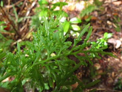 Hymenophyllum fuciforme, photographed by Nicolás Lavandero