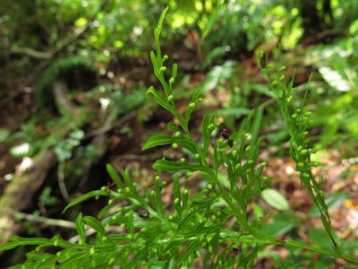 Hymenophyllum fuciforme, photographed by Nicolás Lavandero