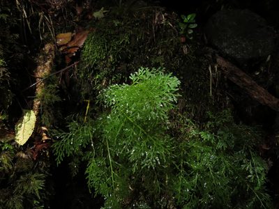 Hymenophyllum fuciforme, photographed by Nicolás Lavandero