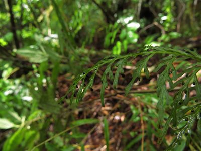 Hymenophyllum fuciforme, photographed by Nicolás Lavandero