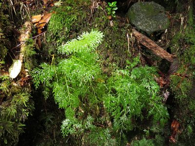 Hymenophyllum fuciforme, photographed by Nicolás Lavandero