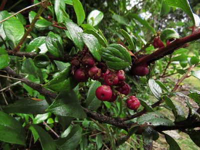 Gaultheria insana, photographed by Nicolás Lavandero