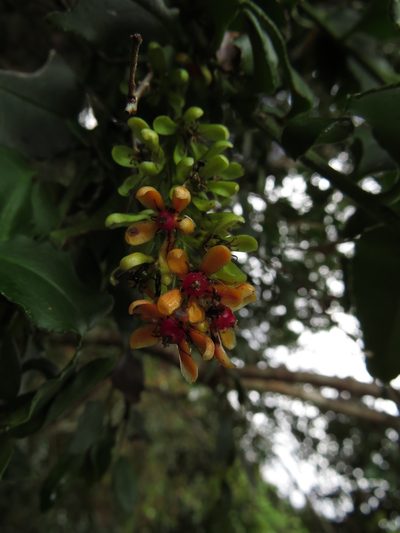Ercilla syncarpellata, photographed by Nicolás Lavandero