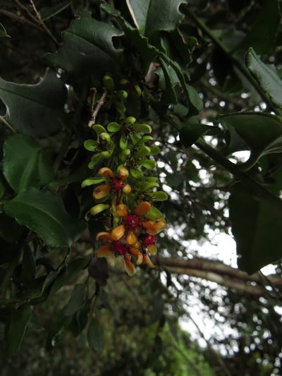 Ercilla syncarpellata, photographed by Nicolás Lavandero