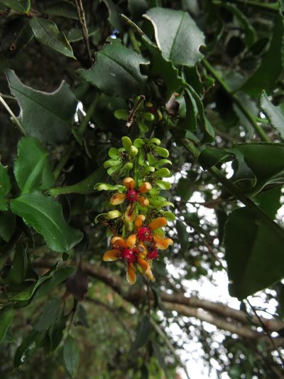Ercilla syncarpellata, photographed by Nicolás Lavandero