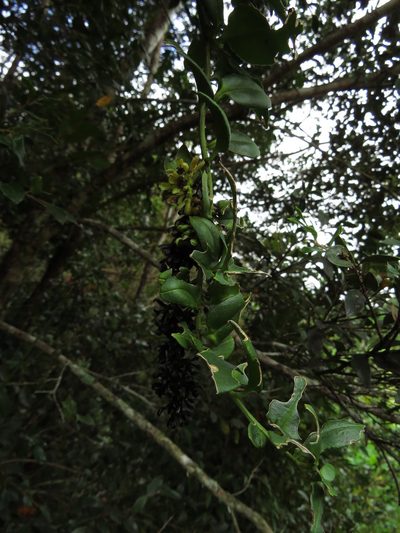 Ercilla syncarpellata, photographed by Nicolás Lavandero