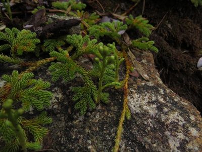 Austrolycopodium paniculatum, photographed by Nicolás Lavandero