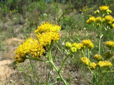 Hymenopappus flavescens, photographed by Annika Lindqvist