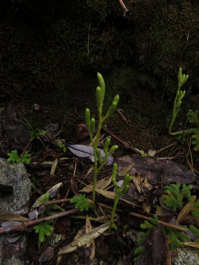 Austrolycopodium paniculatum, photographed by Nicolás Lavandero