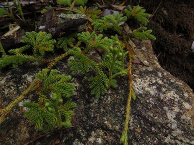 Austrolycopodium paniculatum, photographed by Nicolás Lavandero