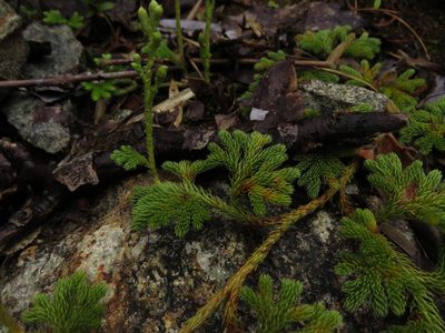 Austrolycopodium paniculatum, photographed by Nicolás Lavandero