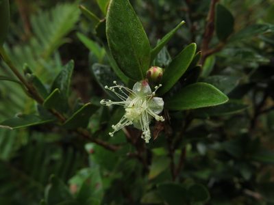 Myrceugenia chrysocarpa, photographed by Nicolás Lavandero