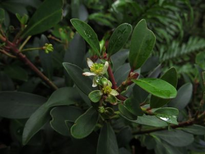 Drimys andina, photographed by Nicolás Lavandero