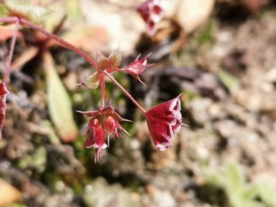 Sidotheca emarginata
