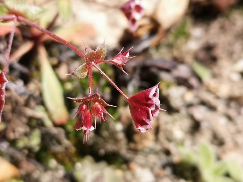 Sidotheca emarginata, photographed by Jordan Zylstra