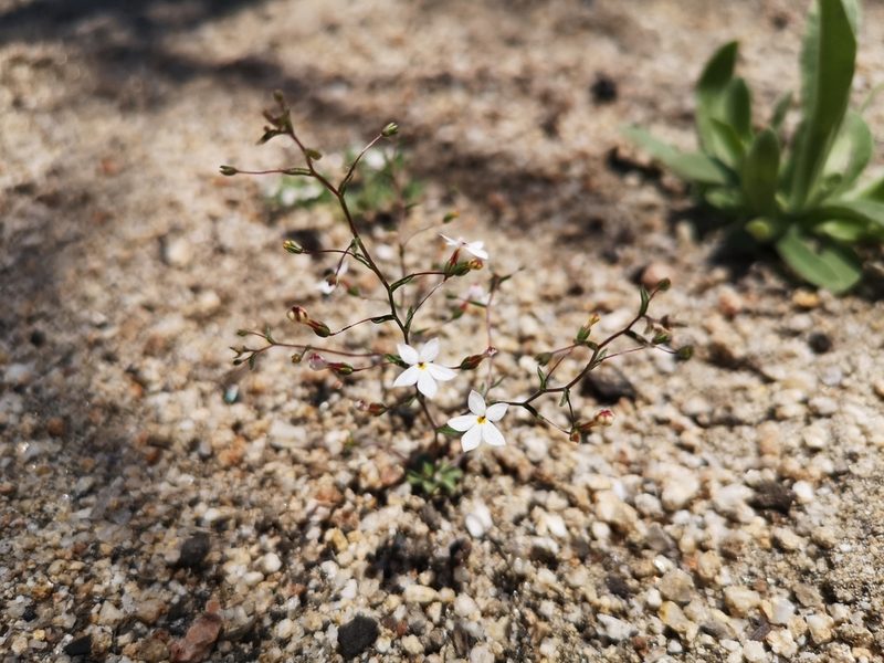 Nemacladus longiflorus, photographed by Jordan Zylstra