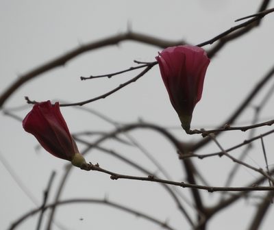 Gossypium aridum, photographed by Francisco Farriols Sarabia