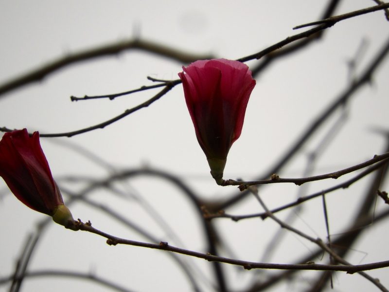 Gossypium aridum, photographed by Francisco Farriols Sarabia
