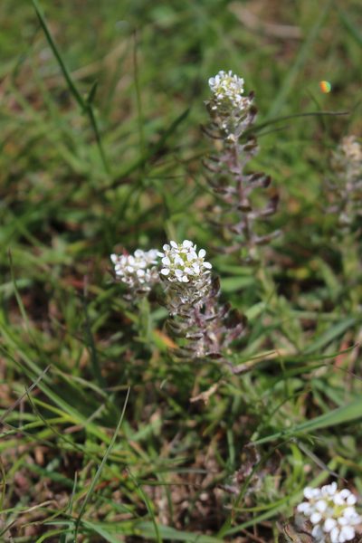 Lepidium hirtum, photographed by Fabien Piednoir