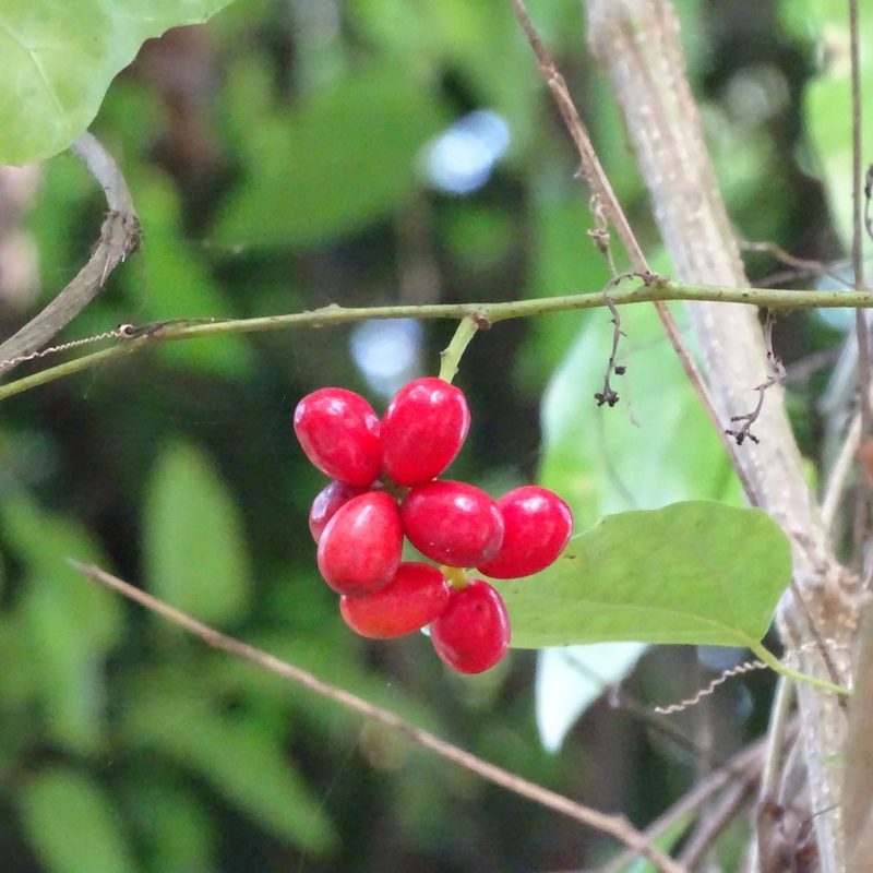 Tiliacora acuminata, photographed by renjus box